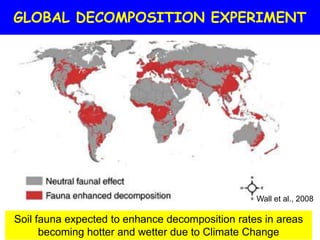 GLOBAL DECOMPOSITION EXPERIMENT




                                                 Wall et al., 2008

Soil fauna expected to enhance decomposition rates in areas
      becoming hotter and wetter due to Climate Change
 