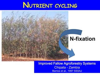 NUTRIENT CYCLING



                           N-fixation



    Improved Fallow Agroforestry Systems
              Chipata - Zambia
            Barrios et al., 1997 SSSAJ
 