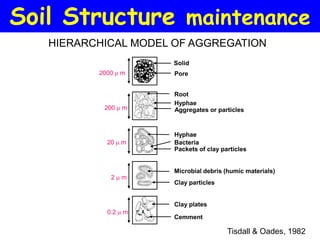 Soil Structure maintenance
   HIERARCHICAL MODEL OF AGGREGATION
                      Solid
          2000    m   Pore


                      Root
                      Hyphae
           200    m   Aggregates or particles


                      Hyphae
            20    m   Bacteria
                      Packets of clay particles


                      Microbial debris (humic materials)
             2    m
                      Clay particles


                      Clay plates
            0.2   m
                      Cemment

                                        Tisdall & Oades, 1982
 