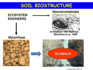 SOIL BIOSTRUCTURE
                     Macroinvertebrates
ECOSYSTEM
ENGINEERS



                  as much as 1000 Mg/ha/yr
                     Blanchart et al., 1999
Mycorrhizas




                       GLOMALIN


                >100 m / cc soil   Parniske, 2008
                                   Courtesy K.Ritz, NSRI, UK
 