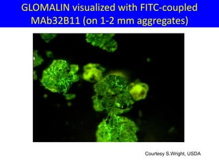 GLOMALIN visualized with FITC-coupled
  MAb32B11 (on 1-2 mm aggregates)




  Photo: S. Wright
                         Courtesy S.Wright, USDA
 