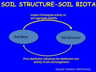 SOIL STRUCTURE-SOIL BIOTA
                Impact of biological activity on
                soil aggregate stability




   Soil Biota                              Soil Structure




         Pore distribution influences the distribution and
                  activity of soil microorganisms

                                      Young & Crawford, 2004 Science
 