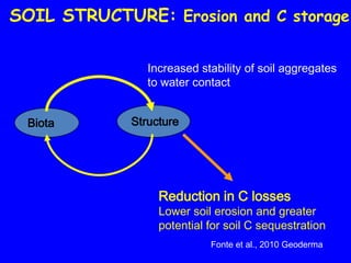 SOIL STRUCTURE: Erosion and C storage

                Increased stability of soil aggregates
                to water contact


 Biota       Structure




                  Reduction in C losses
                  Lower soil erosion and greater
                  potential for soil C sequestration
                            Fonte et al., 2010 Geoderma
 