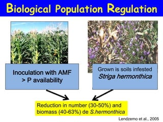 Biological Population Regulation



                               Grown is soils infested
 Inoculation with AMF
                               Striga hermonthica
    > P availability


         Reduction in number (30-50%) and
         biomass (40-63%) de S.hermonthica
                                       Lendzemo et al., 2005
 