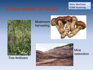 Peter Mortimer

Three areas of focus             ICRAF-Kunming




                    Mushroom
                    harvesting




                                     Mine
                                     restoration
 Tree fertilizers
 