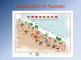 Distribution in Yunnan
 