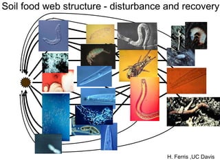 Soil food web structure - disturbance and recovery




                                      H. Ferris ,UC Davis
 