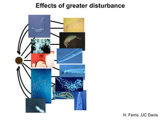 Effects of greater disturbance




                             H. Ferris ,UC Davis
 