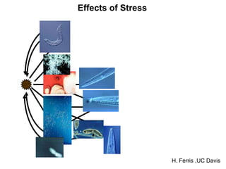 Effects of Stress




                    H. Ferris ,UC Davis
 