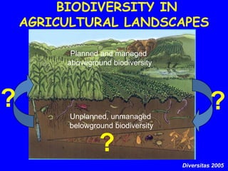 BIODIVERSITY IN
    AGRICULTURAL LANDSCAPES

                Planned and managed
       AGBD aboveground biodiversity
       Above-ground: planned, managed biodiversity



?    BGBD       Unplanned, unmanaged
                                                            ?
     Below-ground: unplanned, unmanaged biodiversity
                belowground biodiversity


                         ?
                                                  Diversitas 2005
 