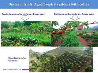 ICRAF Vietnam coffee program: Transforming lives and landscapes with trees