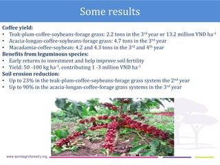 ICRAF Vietnam coffee program: Transforming lives and landscapes with trees