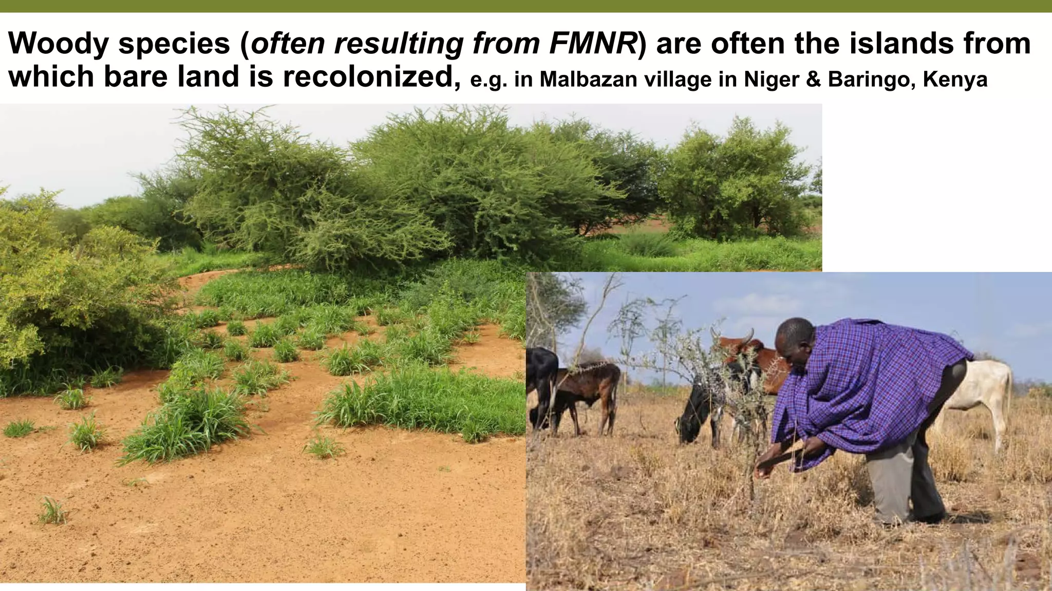 Rangeland Management in Africa Research and case studies | PDF