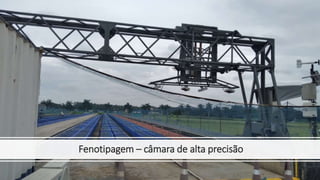 Fenotipagem – câmara de alta precisão
 