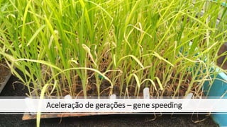 Aceleração de gerações – gene speeding
 