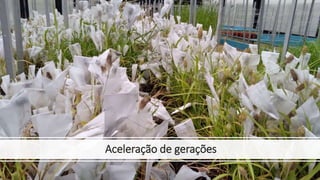 Aceleração de gerações
 