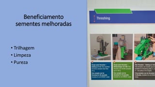 Beneficiamento
sementes melhoradas
• Trilhagem
• Limpeza
• Pureza
 