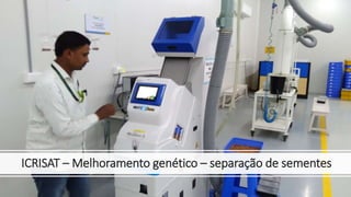 ICRISAT – Melhoramento genético – separação de sementes
 