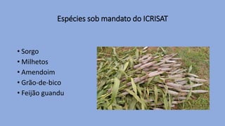 Espécies sob mandato do ICRISAT
• Sorgo
• Milhetos
• Amendoim
• Grão-de-bico
• Feijão guandu
 