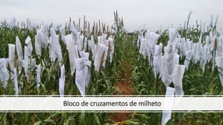 Bloco de cruzamentos de milheto
 