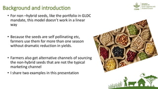 Friends, neighbours and village cereal stockists: hope for non-hybrid seed access?