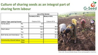 Friends, neighbours and village cereal stockists: hope for non-hybrid seed access?