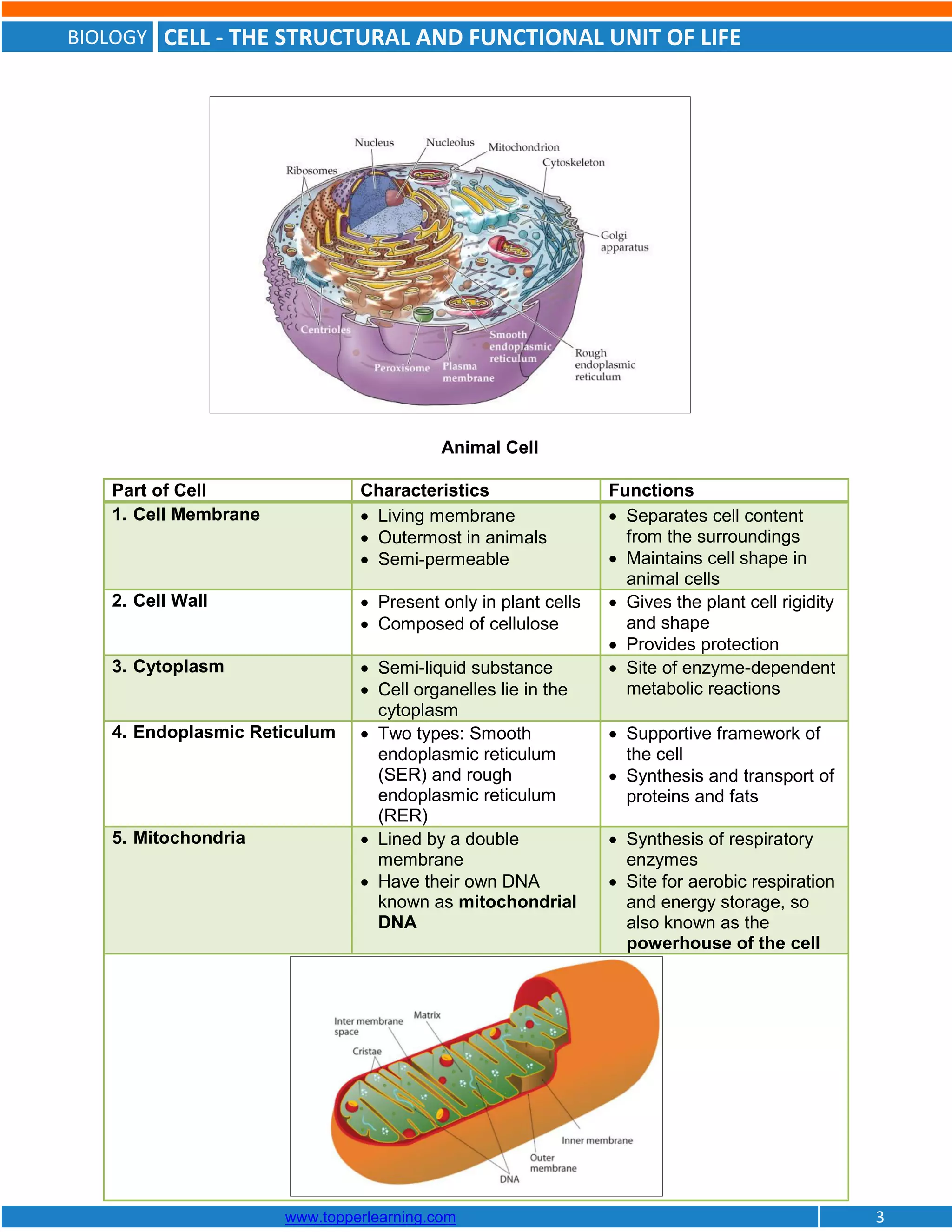 BIOLOGY CELL - THE STRUCTURAL AND FUNCTIONAL UNIT OF LIFE
www.topperlearning.com 3
Animal Cell
Part of Cell Characteristics Functions
1. Cell Membrane  Living membrane
 Outermost in animals
 Semi-permeable
 Separates cell content
from the surroundings
 Maintains cell shape in
animal cells
2. Cell Wall  Present only in plant cells
 Composed of cellulose
 Gives the plant cell rigidity
and shape
 Provides protection
3. Cytoplasm  Semi-liquid substance
 Cell organelles lie in the
cytoplasm
 Site of enzyme-dependent
metabolic reactions
4. Endoplasmic Reticulum  Two types: Smooth
endoplasmic reticulum
(SER) and rough
endoplasmic reticulum
(RER)
 Supportive framework of
the cell
 Synthesis and transport of
proteins and fats
5. Mitochondria  Lined by a double
membrane
 Have their own DNA
known as mitochondrial
DNA
 Synthesis of respiratory
enzymes
 Site for aerobic respiration
and energy storage, so
also known as the
powerhouse of the cell
 
