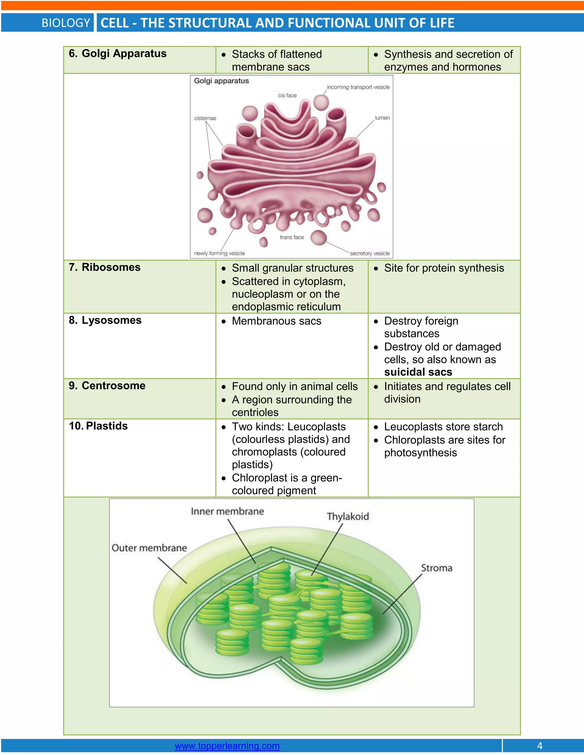 BIOLOGY CELL - THE STRUCTURAL AND FUNCTIONAL UNIT OF LIFE
www.topperlearning.com 4
6. Golgi Apparatus  Stacks of flattened
membrane sacs
 Synthesis and secretion of
enzymes and hormones
7. Ribosomes  Small granular structures
 Scattered in cytoplasm,
nucleoplasm or on the
endoplasmic reticulum
 Site for protein synthesis
8. Lysosomes  Membranous sacs  Destroy foreign
substances
 Destroy old or damaged
cells, so also known as
suicidal sacs
9. Centrosome  Found only in animal cells
 A region surrounding the
centrioles
 Initiates and regulates cell
division
10. Plastids  Two kinds: Leucoplasts
(colourless plastids) and
chromoplasts (coloured
plastids)
 Chloroplast is a green-
coloured pigment
 Leucoplasts store starch
 Chloroplasts are sites for
photosynthesis
 