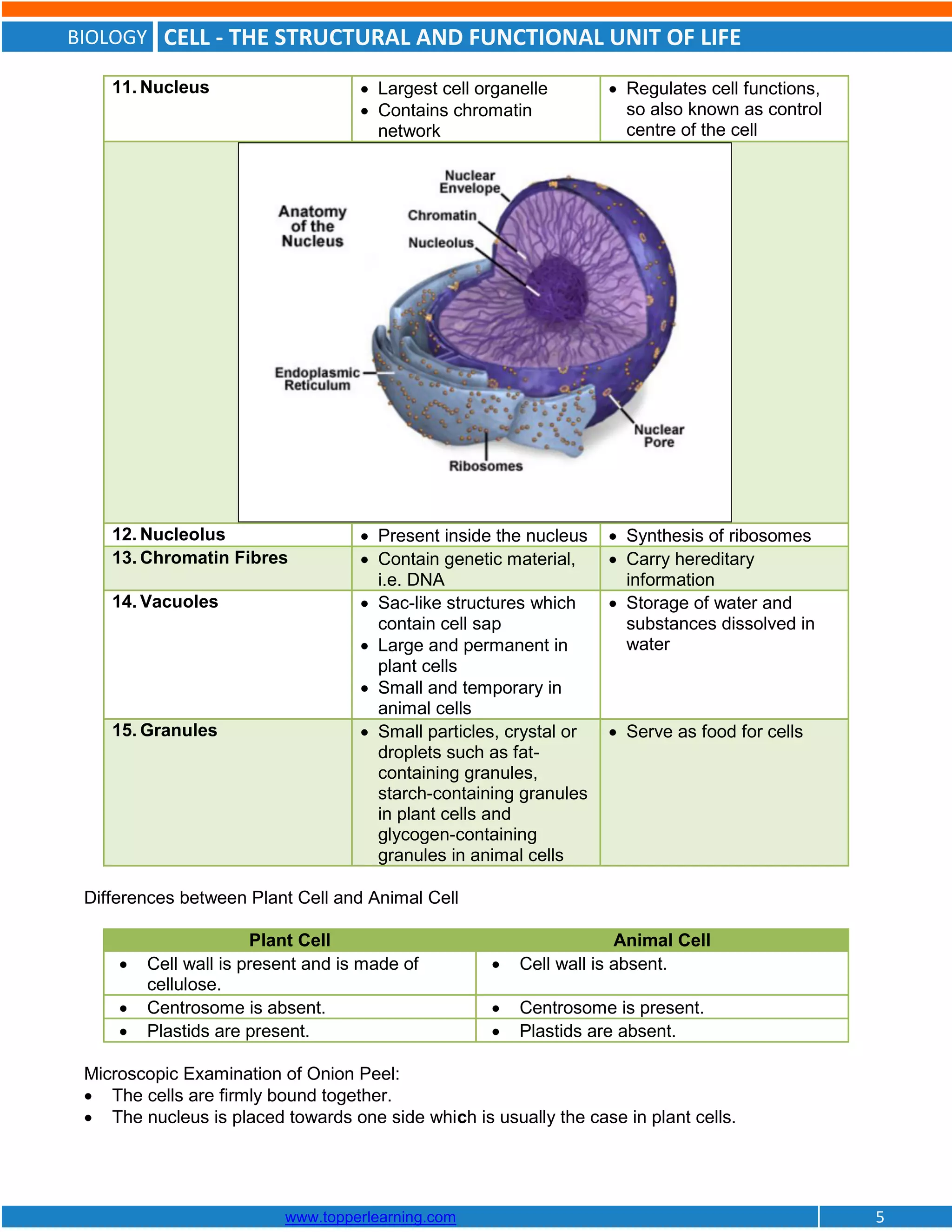 BIOLOGY CELL - THE STRUCTURAL AND FUNCTIONAL UNIT OF LIFE
www.topperlearning.com 5
11. Nucleus  Largest cell organelle
 Contains chromatin
network
 Regulates cell functions,
so also known as control
centre of the cell
12. Nucleolus  Present inside the nucleus  Synthesis of ribosomes
13. Chromatin Fibres  Contain genetic material,
i.e. DNA
 Carry hereditary
information
14. Vacuoles  Sac-like structures which
contain cell sap
 Large and permanent in
plant cells
 Small and temporary in
animal cells
 Storage of water and
substances dissolved in
water
15. Granules  Small particles, crystal or
droplets such as fat-
containing granules,
starch-containing granules
in plant cells and
glycogen-containing
granules in animal cells
 Serve as food for cells
Differences between Plant Cell and Animal Cell
Plant Cell Animal Cell
 Cell wall is present and is made of
cellulose.
 Cell wall is absent.
 Centrosome is absent.  Centrosome is present.
 Plastids are present.  Plastids are absent.
Microscopic Examination of Onion Peel:
 The cells are firmly bound together.
 The nucleus is placed towards one side which is usually the case in plant cells.
 