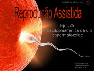 Injecção
Intracitoplasmática de um
espermatozoide
Sandra Ribeiro, nº 25
Sara Rodrigues, nº 26
Sílvia Neto, nº 28
Escola S/3 Arquiteto Oliveira Ferreira
 