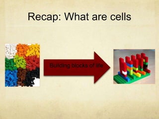 Recap: What are cells
Building blocks of life