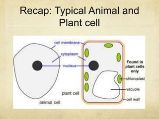 Recap: Typical Animal and
Plant cell
