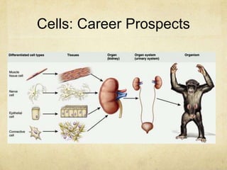 Cells: Career Prospects
