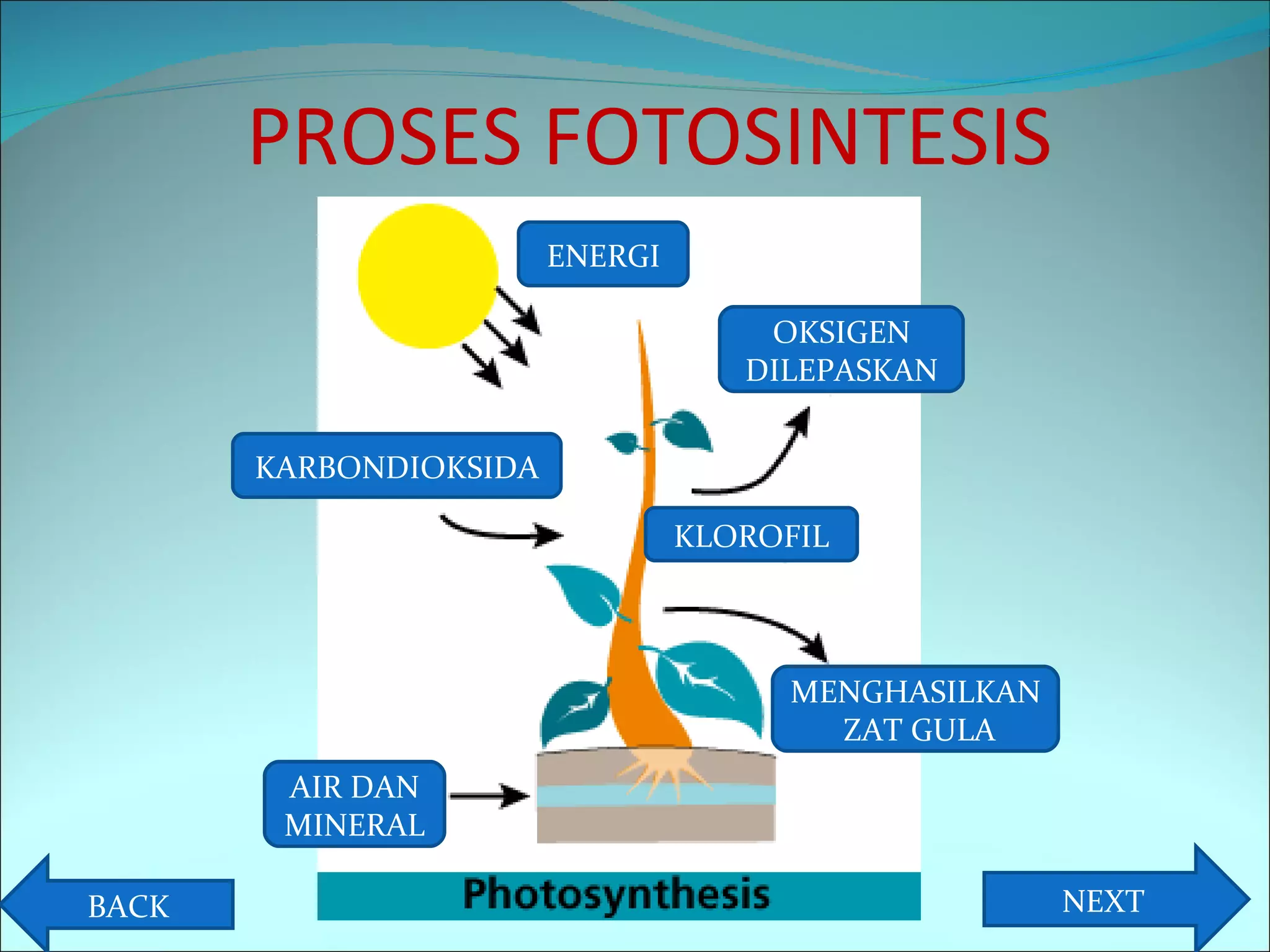 PROSES FOTOSINTESIS NEXT BACK KARBONDIOKSIDA KLOROFIL MENGHASILKAN  ZAT GULA AIR DAN MINERAL ENERGI OKSIGEN DILEPASKAN 