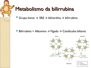 Metabolismo da bilirrubina
 Grupo   heme  SRE  biliverdina  bilirrubina



 Bilirrubina   + Albumina  Fígado  Canalículos biliares
 