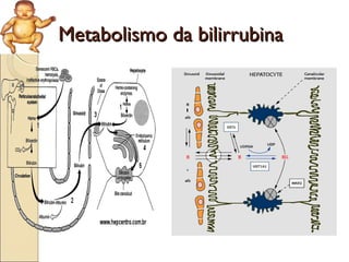Metabolismo da bilirrubina
 
