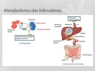 Metabolismo das bilirrubinas
 