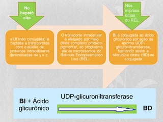 No
hepató
cito
Nos
micross
omos
do REL
BI + Ácido
glicurônico
UDP-glicuroniltransferase
BD
 