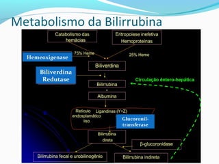 Metabolismo da Bilirrubina
Hemeoxigenase
Biliverdina
Redutase
Glucoronil-
transferase
 