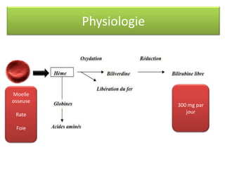Physiologie

Moelle
osseuse
Rate
Foie

300 mg par
jour

 
