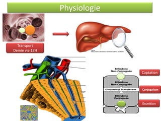 Physiologie

Transport
Demie vie 18H

Captation

Conjugaison

Excrétion

 