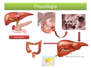 Physiologie

urobilinogène

Evacuation

stercobilinogène
urobiline

 