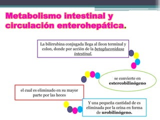 Metabolismo intestinal y
circulación enterohepática.
La bilirrubina conjugada llega al íleon terminal y
colon, donde por acción de la betagluconidasa
intestinal,
se convierte en
estercobilinógeno
el cual es eliminado en su mayor
parte por las heces
Y una pequeña cantidad de es
eliminada por la orina en forma
de urobilinógeno.
 