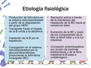 Etiología fisiológica
• Producción de bilirrubina en
el sistema reticuloendotelial
a partir de la degradación
del grupo HEM.
• Transporte hasta el hígado
de la B unida a la albúmina.
• Captación de la B por el
hepatocito.
• Conjugación en el sistema
reticuloendotelial por la
glucuroniltransferasa
produciendo la bilirrubina
conjugada (BC).
• Secreción activa a través
de la membrana del
hepatocito de la BC hacia el
canalículo biliar.
• Excreción de la BC y resto
de los componentes de la
bilis al árbol biliar y a la luz
intestinal.
• Circulación enterohepática:
por acción de enzimas
enterocíticas y de la flora
intestinal la B pasa a
urobilinógeno
 