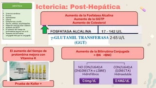 Ictericia: Post-Hepática
Aumento de la Bilirrubina Conjugada
> BN <BNC
Aumento de la Fosfatasa Alcalina
Aumento de la GGTP
Aumento de Colesterol
El aumento del tiempo de
protombina mejora con
Vitamina K
Prueba de Koller +
 