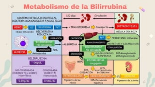 3
Metabolismo de la Bilirrubina
 