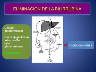 Circulo
enterohepático
Desconjugación
intestino Por
la b-
glucoronidasa
en
B-glucoronidasa
Reabsorción
ELIMINACIÓN DE LA BILIRRUBINA
 