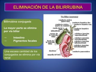 ELIMINACIÓN DE LA BILIRRUBINA
Bilirrubina conjugada
La mayor parte se elimina
por vía biliar
→ Intestino
→ Pigmentos fecales
Una escasa cantidad de los
conjugados se elimina por vía
renal
 