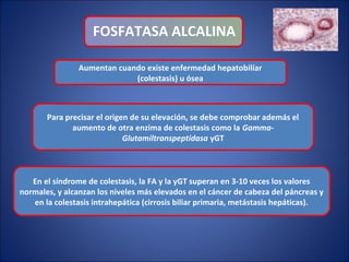 Aumentan cuando existe enfermedad hepatobilíar
(colestasis) u ósea
FOSFATASA ALCALINA
En el síndrome de colestasis, la FA y la yGT superan en 3-10 veces los valores
normales, y alcanzan los niveles más elevados en el cáncer de cabeza del páncreas y
en la colestasis intrahepática (cirrosis biliar primaria, metástasis hepáticas).
Para precisar el origen de su elevación, se debe comprobar además el
aumento de otra enzima de colestasis como la Gamma-
Glutamiltranspeptidasa yGT
 