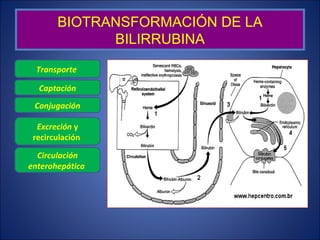 BIOTRANSFORMACIÓN DE LA BILIRRUBINA Transporte  Circulación enterohepática  Conjugación Excreción  y recirculación  Captac...